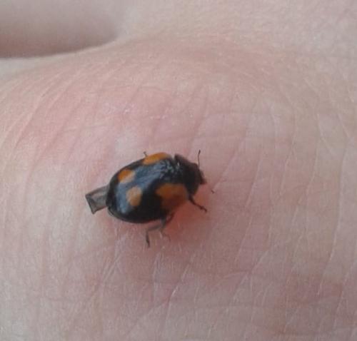 Réf. 335 366 : Adalia bipunctata